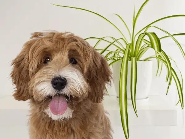 An example of a pet-friendly plant choice, which is important for pet spring safety