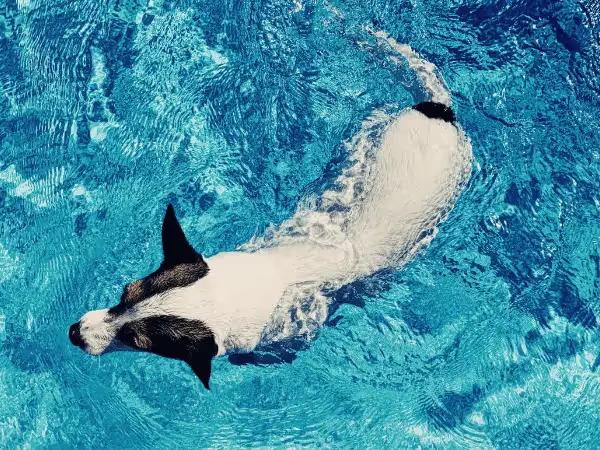 Top view of a dog swimming in a dog pool, representing dog swimming spots in Colorado Springs