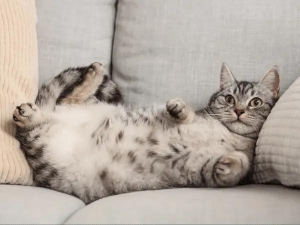 A relaxed cat on the couch, representing the effects of using cat pheromone diffusers and cat pheromone sprays