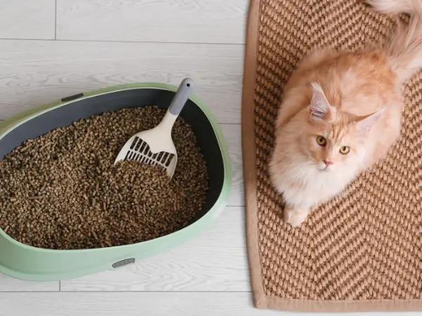 A photo of a cat sitting beside a litter box, representing the steps on how to train a cat to use a litter box or how to potty train a cat