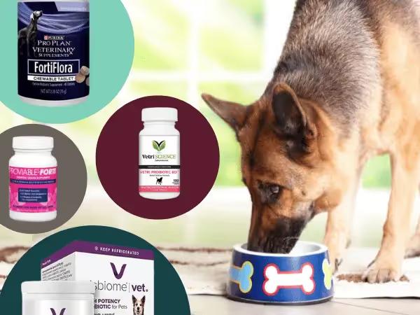 A dog eating with various examples of best probiotic chews for dogs on the side