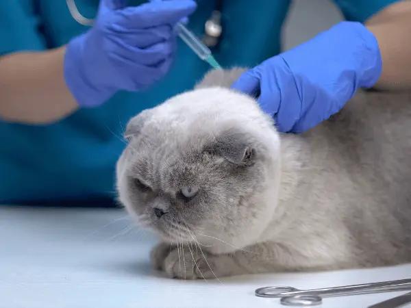 A photo of a cat getting a rabies vaccination, a preventive step to protect the cat from rabies and signs of rabies in cats