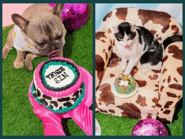 dog cake and cat cake from Cosmicos Pet Bakery, a pet shop in Chicago