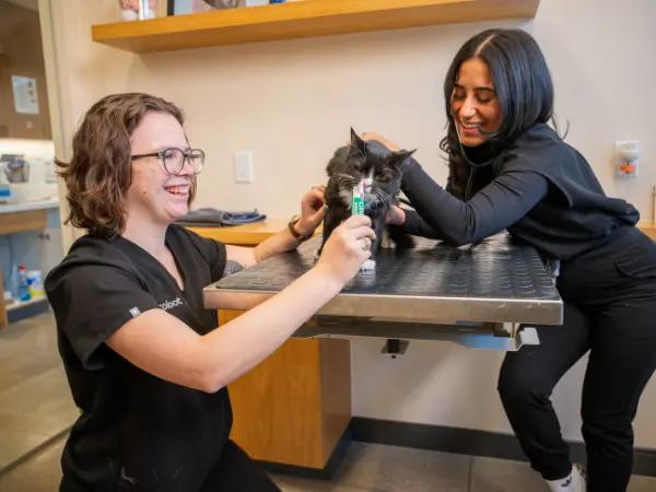 A cat brought to Sploot Vets, a Fear Free vet clinic for cats in Denver, Colorado Springs, Salt Lake City, and Chicago