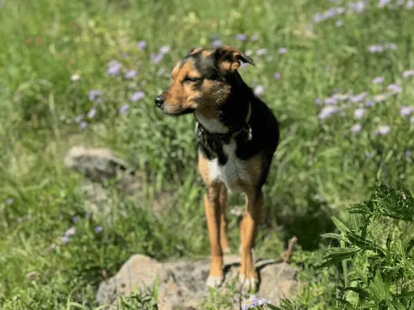 A dog standing in a field of flowers representing dog stung by bee
