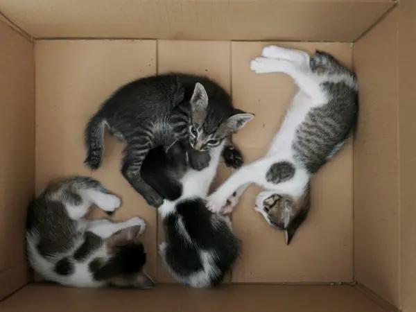 Kittens inside a box, representing the first thing to do during an emergency rescue of feral kittens which may be more challenging to put through kitten socialization