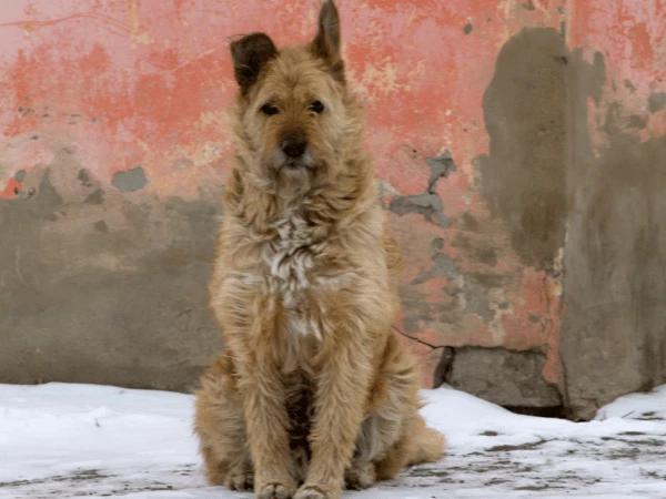 A thin dog with dull fur, which is one of the symptoms of roundworms in dogs