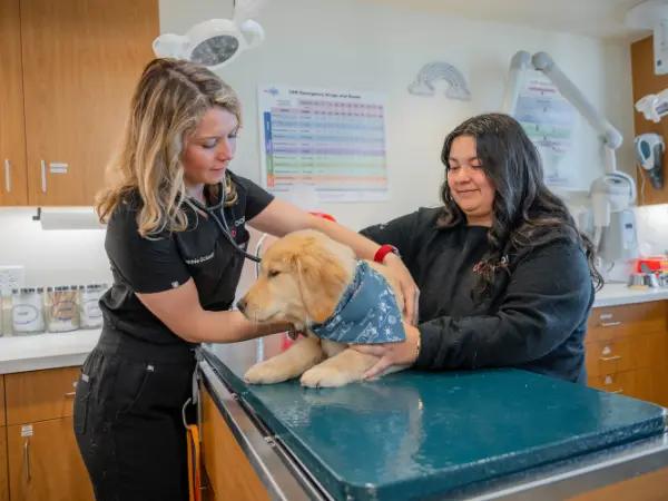 A dog brought to Sploot Vets, a vet clinic in Denver, Colorado Springs, and Chicago to treat reverse sneezing or reverse coughing in dogs