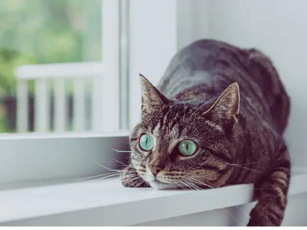 A clingy cat waiting for their owner to come back, possibly experiencing separation anxiety and making their pet parent wonder “why is my cat being so clingy and vocal “