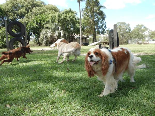 Spayed and neutered dogs exhibiting reduced aggression in a dog park