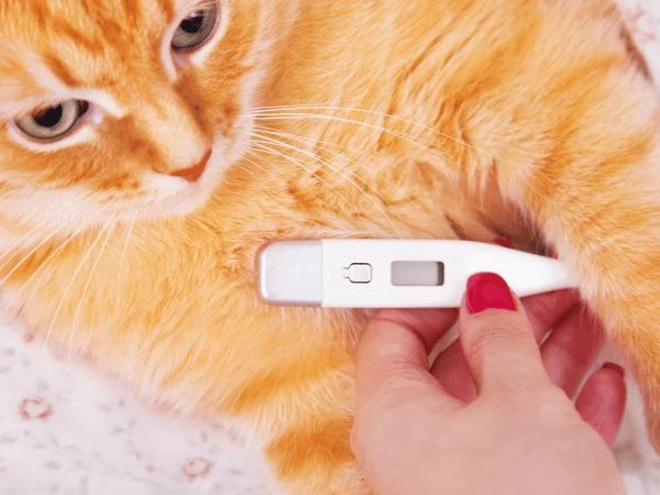 : A photo symbolizing a cat with a fever, one of the symptoms of ehrlichiosis, one of the diseases from ticks