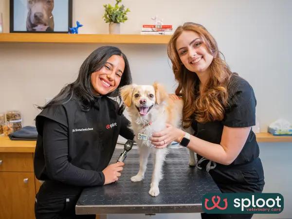 A photo of two veterinarians at Sploot Veterinary Care, one of the best nearby veterinarians in Salt Lake City, Utah