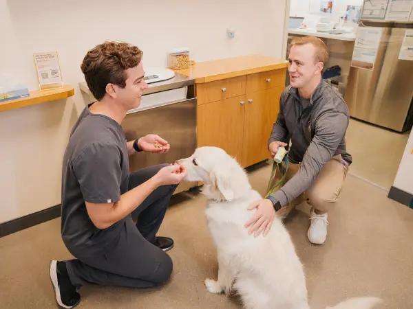 A dog brought to Sploot Vets, a vet clinic in Denver, Colorado Springs, and Chicago that treats dog limping back leg or dog limping front leg, among other health concerns in dogs