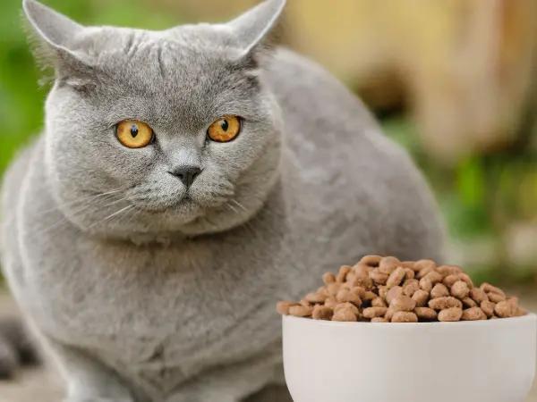 A photo of a cat sitting next to low-phosphorus cat food or kidney cat food to manage kidney disease