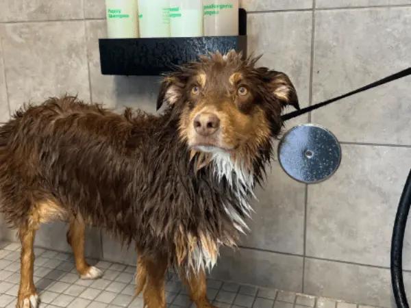 The self service dog wash in Pet Supplies Plus, a store for pet supplies in Colorado Springs