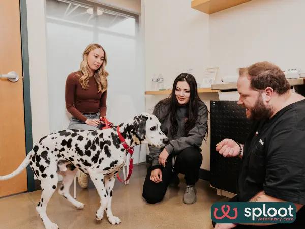 A dog getting a complete, Fear Free check-up in one of the private waiting rooms in Sploot Veterinary Care, one of the best dog vet clinics in Salt Lake City, Utah
