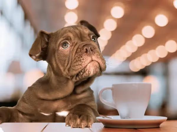 A dog on a table beside a cup of coffee, representing the dog-friendly coffee shops and dog-friendly cafes in Denver