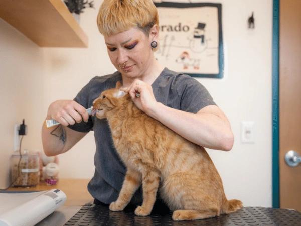 A veterinarian at Sploot Veterinary Care checking a cat’s ear for signs of cat ear infection