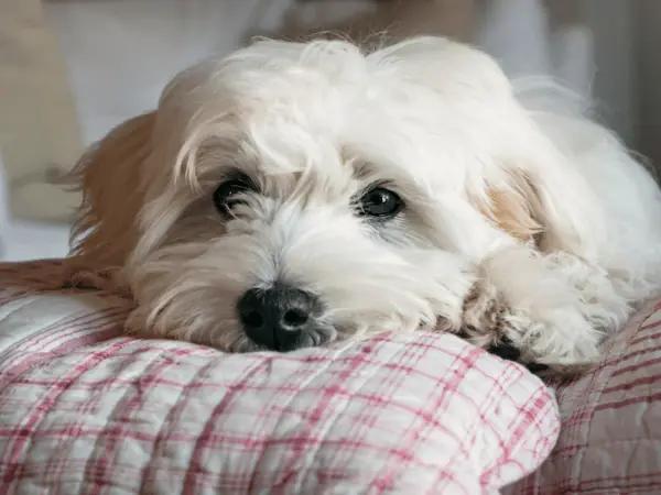 A dog that is resting but has a fast breathing rate, one of the dog pain symptoms to look out for