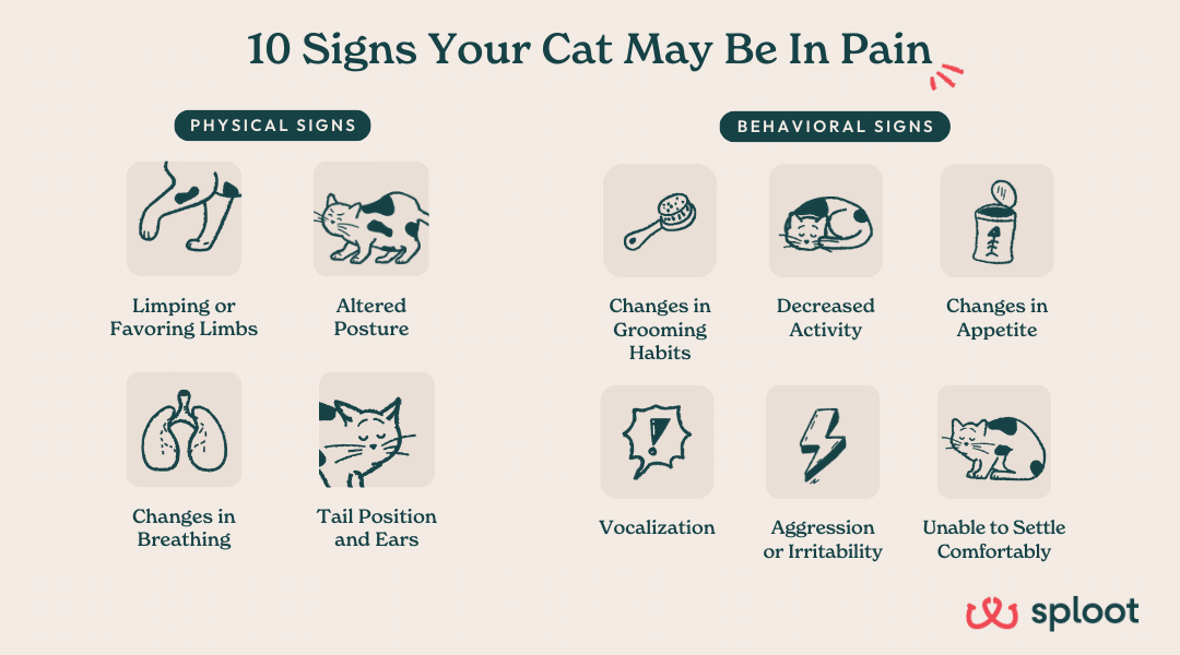 A comprehensive, vet-approved infographic showing the most common physical and behavioral signs that a cat is in pain