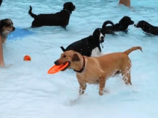 A dog swimming in Hobnob Pet, one of the best dog boarding establishments near Highlands Ranch