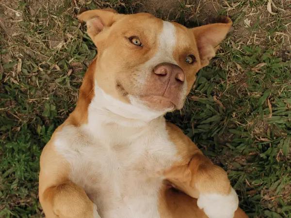 A photo of a dog on their back, representing dog rash on belly or dog skin rash