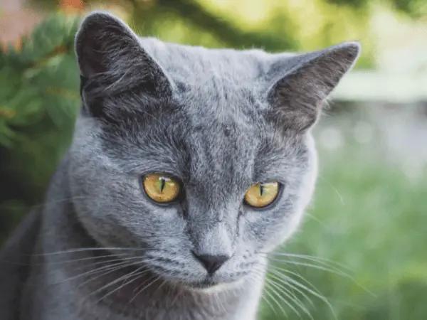 Close-up of a cat’s ears, representing cat ear infection treatment