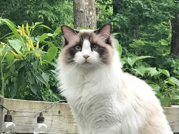 A photo of a Ragdoll cat, representing ragdoll cat health issues