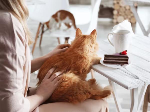 A photo representing the experience of going into a cat cafe in Chicago