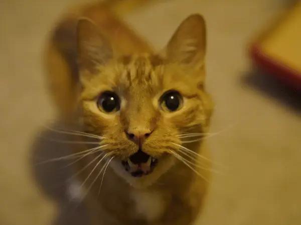 A cat following close and meowing, representing extreme attachment,one of the signs of separation anxiety in cats