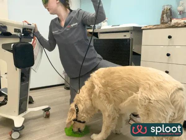 One of the veterinary technicians at Sploot, a vet clinic in Denver, Colorado Springs, Salt Lake City, and Chicago, preparing for a cold laser therapy session for dogs