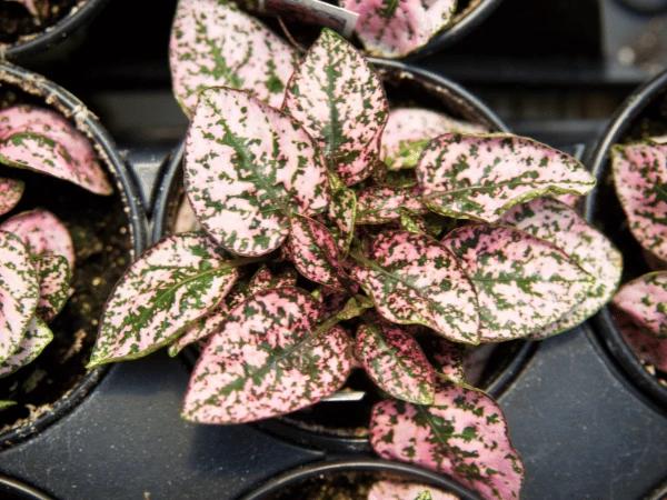 A photo of a polka dot plant, a safe plant for dogs