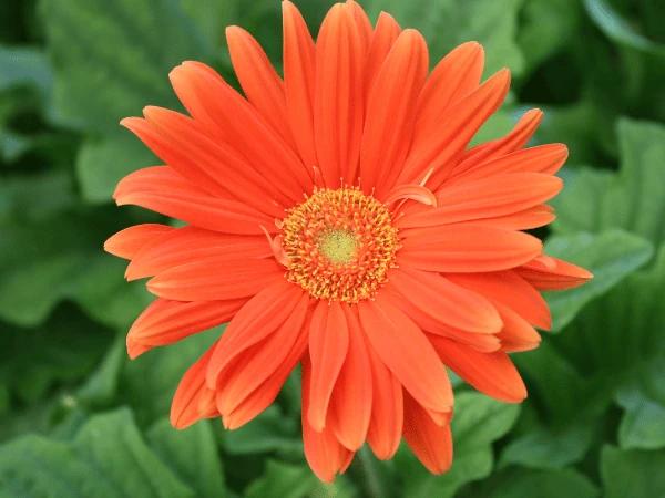 A photo of a Gerber daisy, a safe plant for dogs