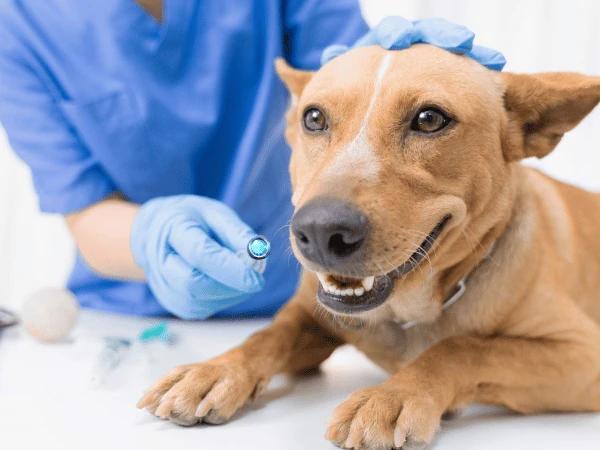 Closeup of a dog getting blood extracted for bloodwork needed after showing signs of parvo in dogs, with the syringe needle blurred