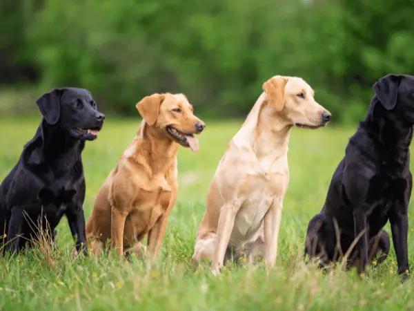 Different colors of labrador retrievers, the breed used in the study of dog years to human years based on methylation rates