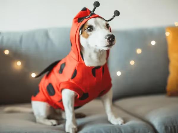 An example of a Halloween costume for pets: a dog wearing a ladybug costume