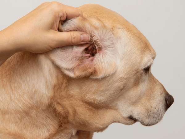 A dog getting their swollen dog ear examined