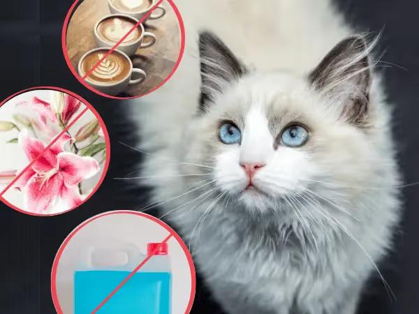 A cat beside images of coffee, stargazer lilies, and antifreeze, representing what is poisonous to cats