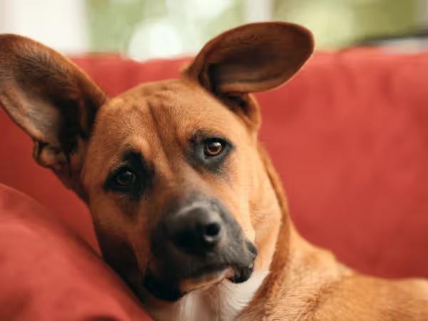 A dog being lethargic and not having appetite, possible signs of worms in dogs