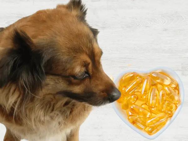 Top view of a dog sitting beside a bowl of fish oil for dogs
