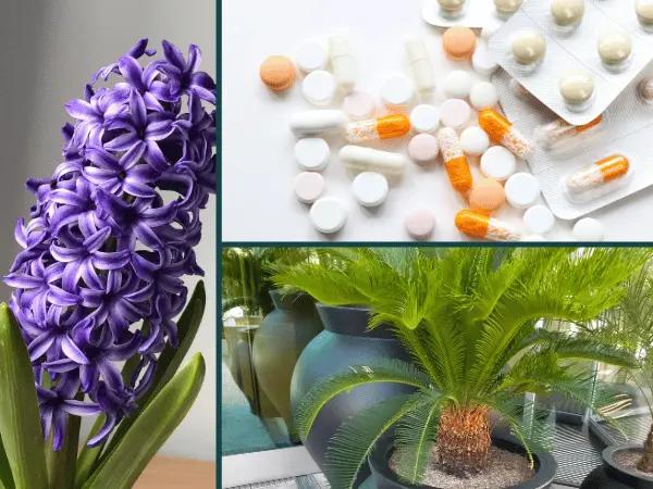 A collage containing images of a hyacinth, sago palm, and human medications, all of which have substances poisonous to cats