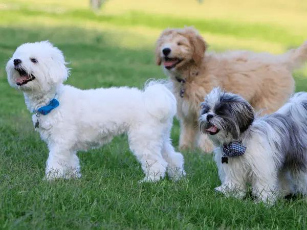 Dogs socializing in a dog park, representing a situation wherein kennel cough or bordetella in dogs can be spread