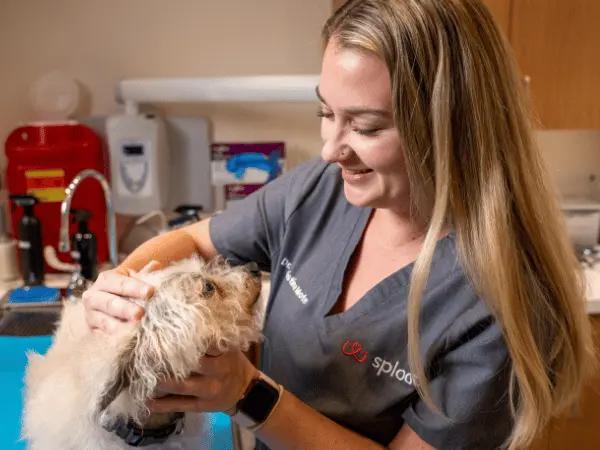 A dog getting a check-up at Sploot Vets in Denver & Chicago because the pet parent wanted to get a personalized recommendation about omega-3 supplements for dogs