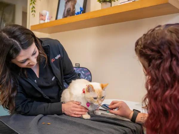 A cat brought to Sploot Veterinary Care, a vet clinic in Colorado Springs, Denver, and Chicago, for a wellness exam and a discussion of possible cat joint supplements and other treatments for joint issues