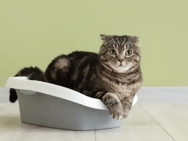 A cat sitting on a litterbox, representing cat poop and the health clues in cat poop