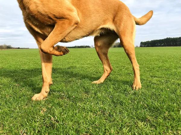 Close-up of a dog limping, one of the general signs of burnt dog paws