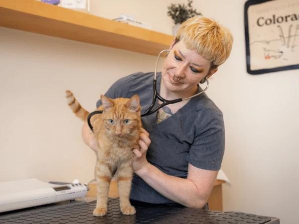  A veterinarian doing a pet check up at Sploot Vets, an urgent care veterinary clinic with locations in Denver, Highlands Ranch, or Chicago. 