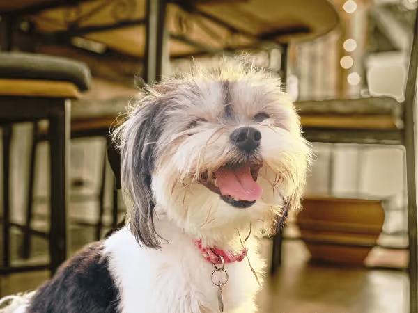 A photo representing a dog friendly restaurant or dog friendly bar near Central Park, Denver