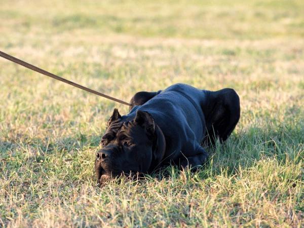 A dog laying down while on a walk, showing sudden aversion to exercise - which is one of the signs of heartworm in dogs