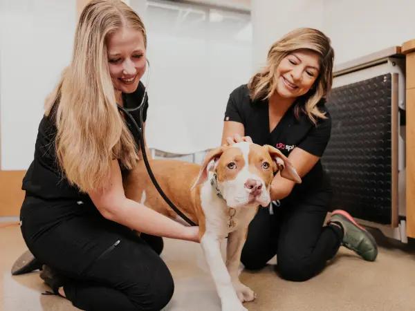 A dog brought to Sploot Veterinary Care, a vet clinic in Denver, Salt Lake City, Colorado Springs, and Chicago to evaluate them for symptoms of Giardia in dogs or Giardiasis in dogs